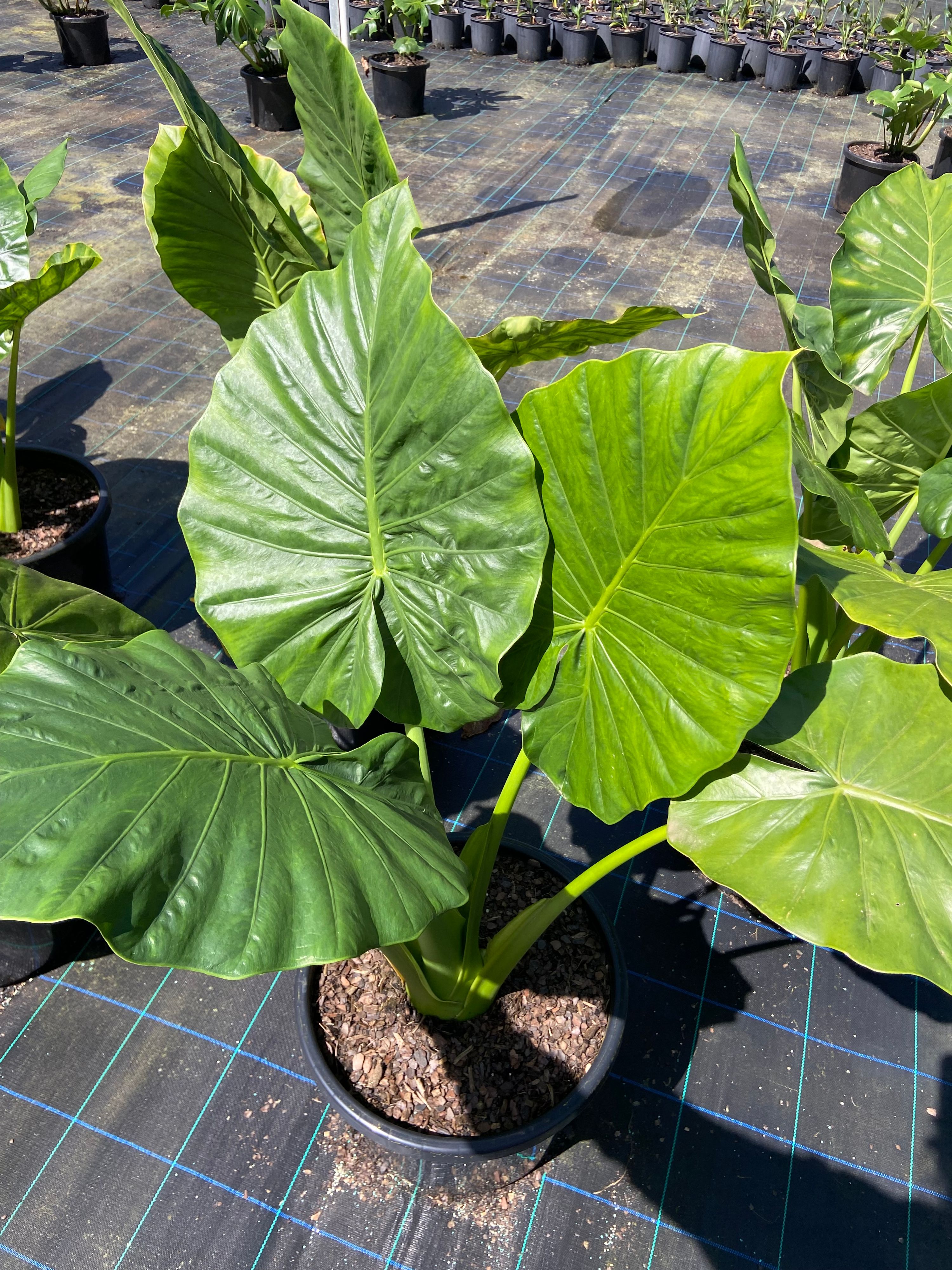 Alocasia macrorrhiza, photo 8
