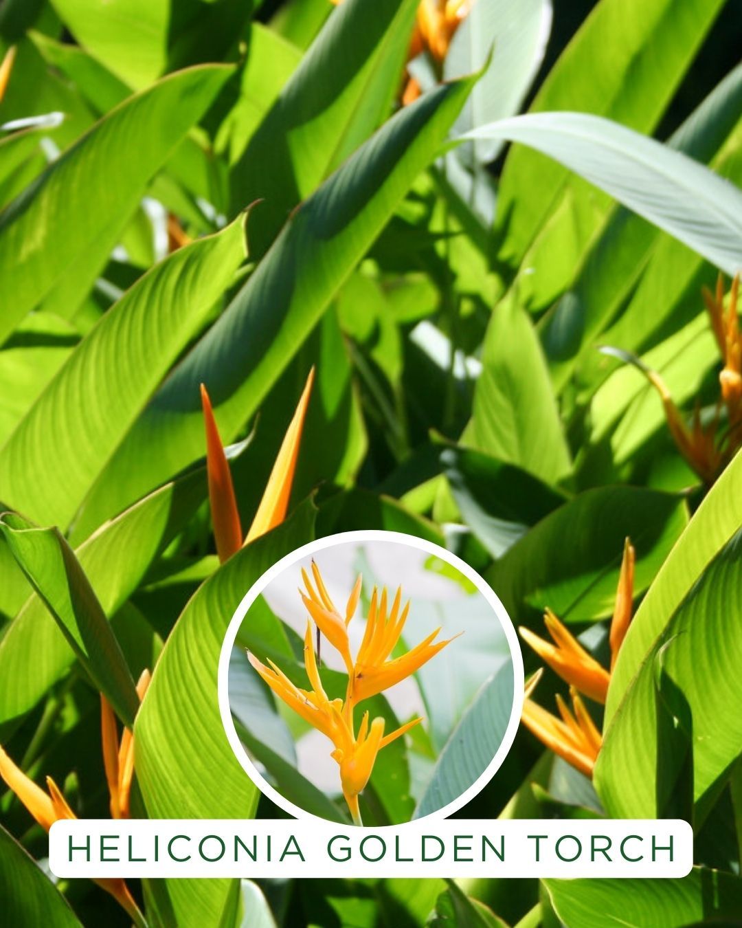 Heliconia psittacorum Golden Torch grown at the nursery
