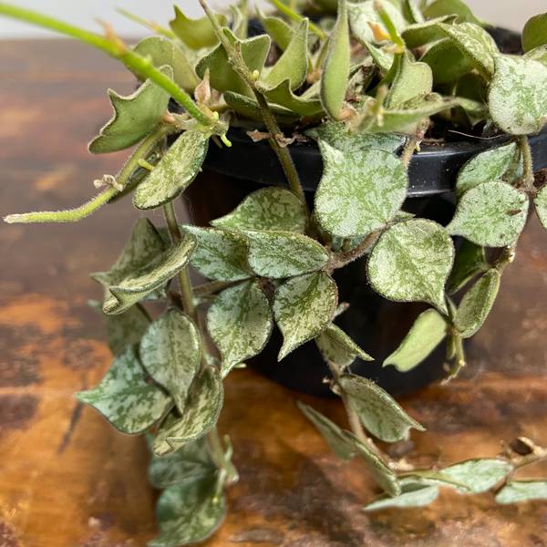 Hoya curtisii Thai Form, photo 7