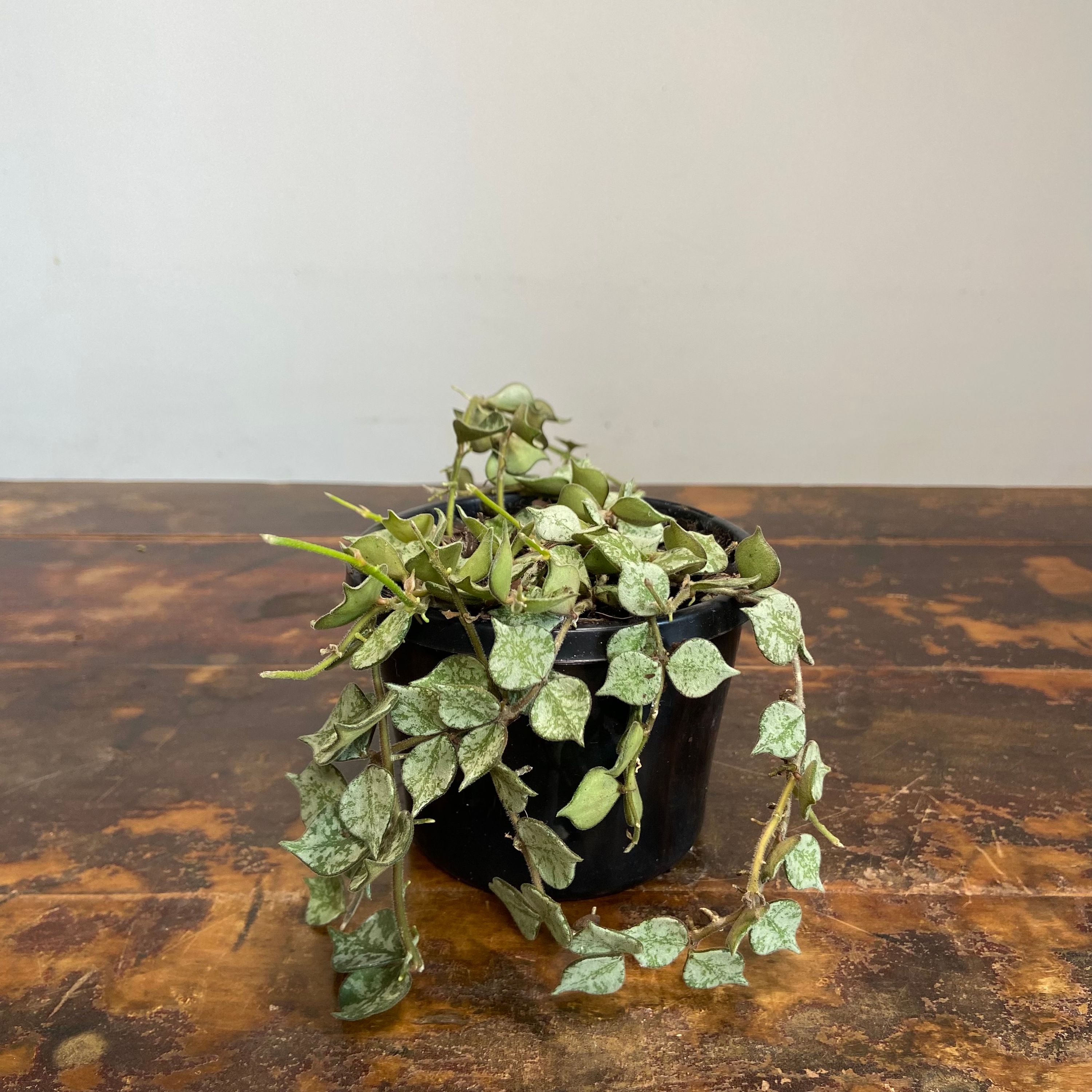 Hoya curtisii Thai Form, photo 8