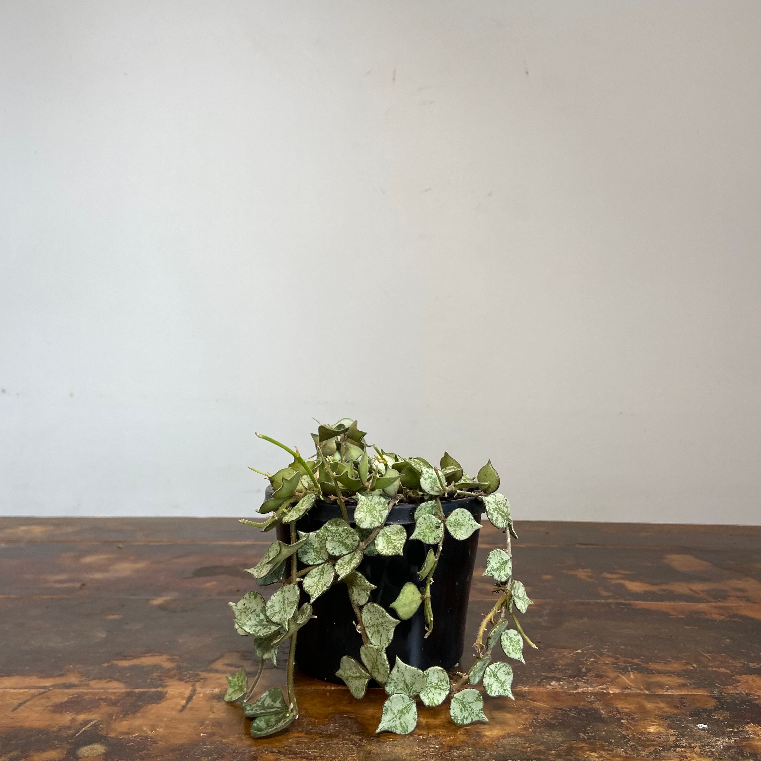 Hoya curtisii Thai Form, photo 7