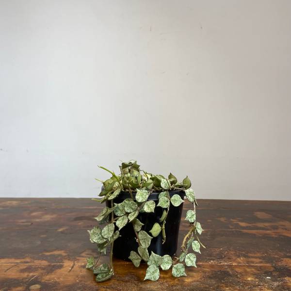 Hoya curtisii Thai Form, photo 7