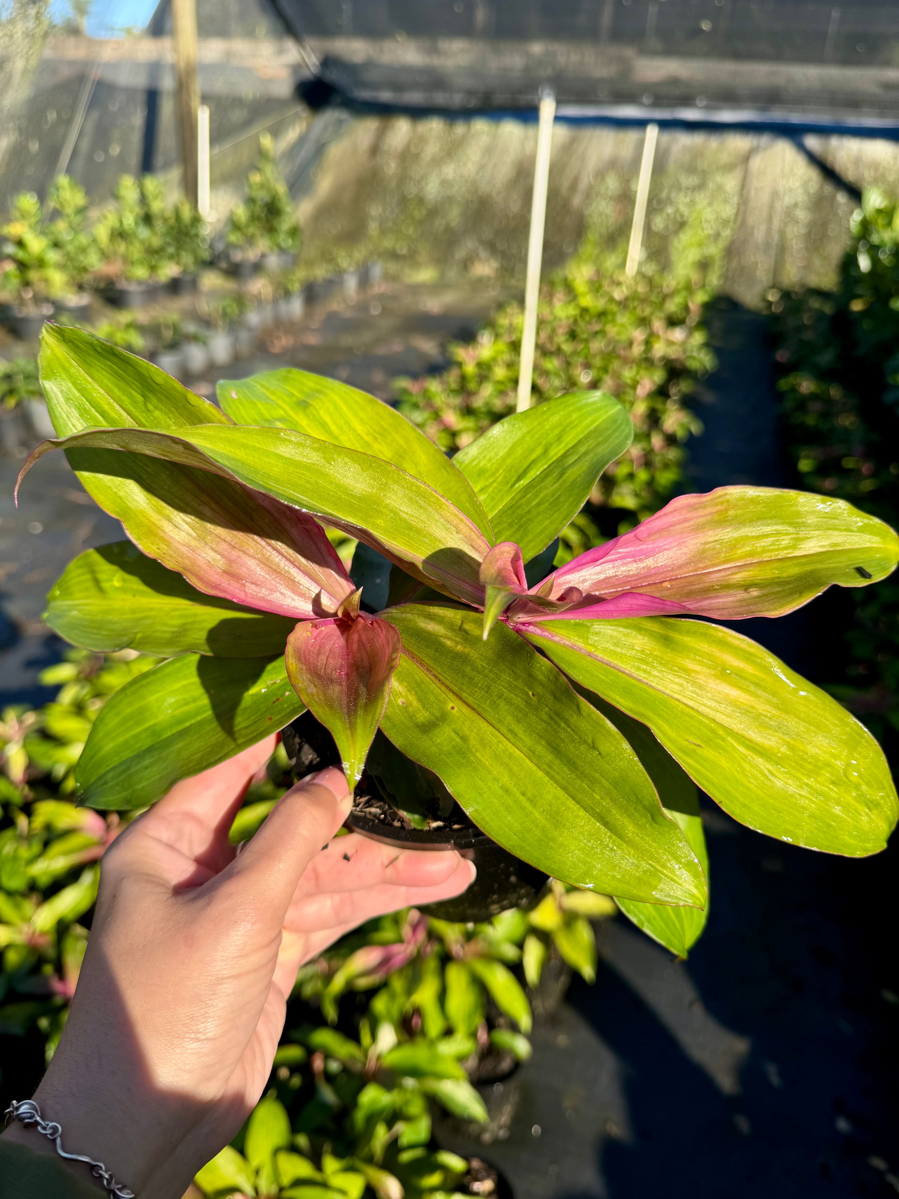 Dichorisandra thyrsiflora (blue ginger) grown at the nursery