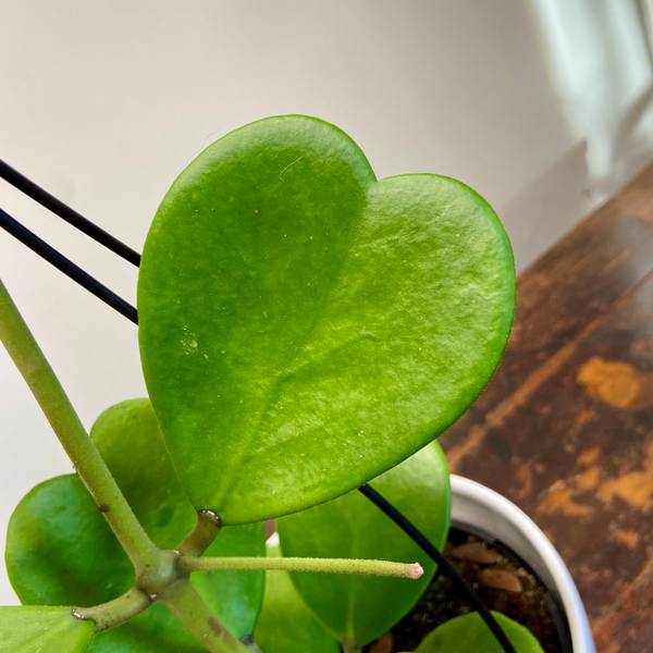 Hoya Kerrii, photo 6