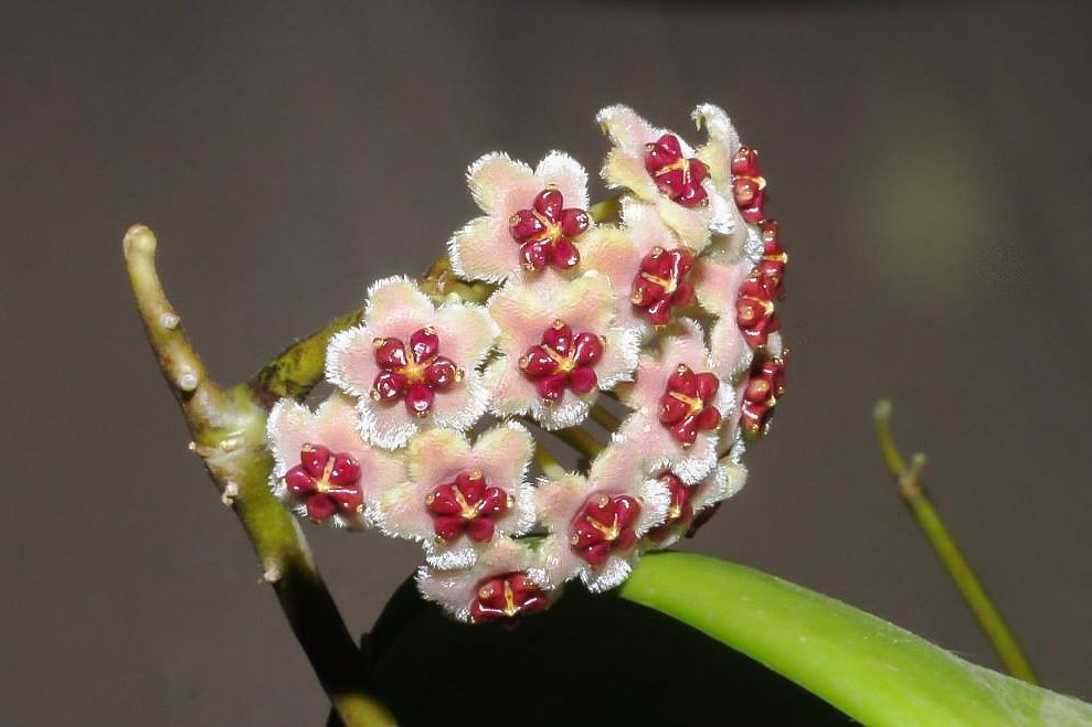 Hoya Kerrii, photo 2
