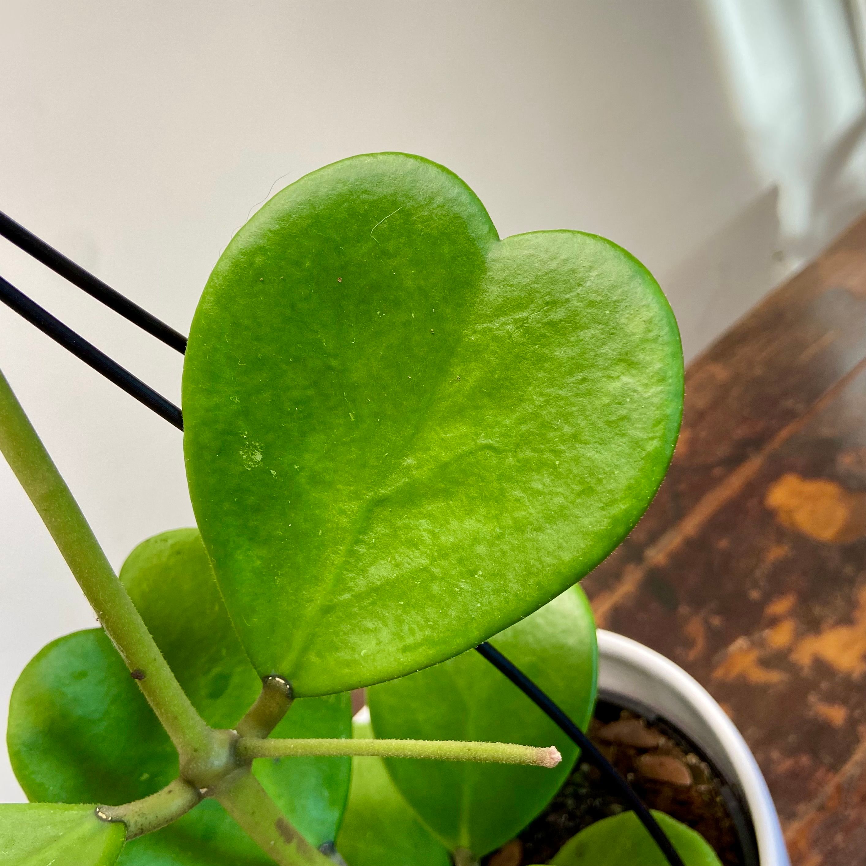Hoya Kerrii, photo 3