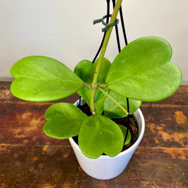 Hoya Kerrii, photo 4