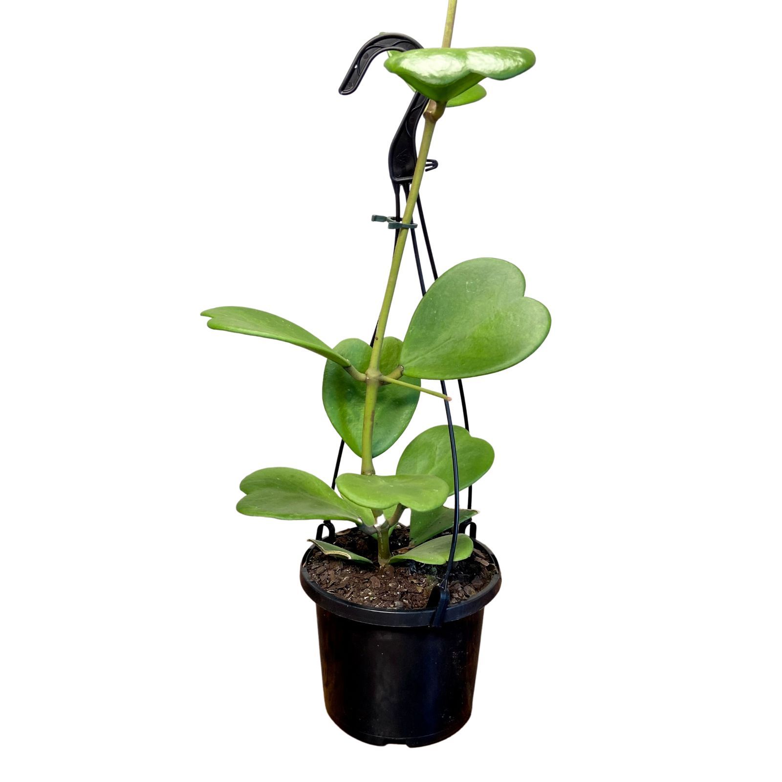 Hoya Kerrii, photo 5