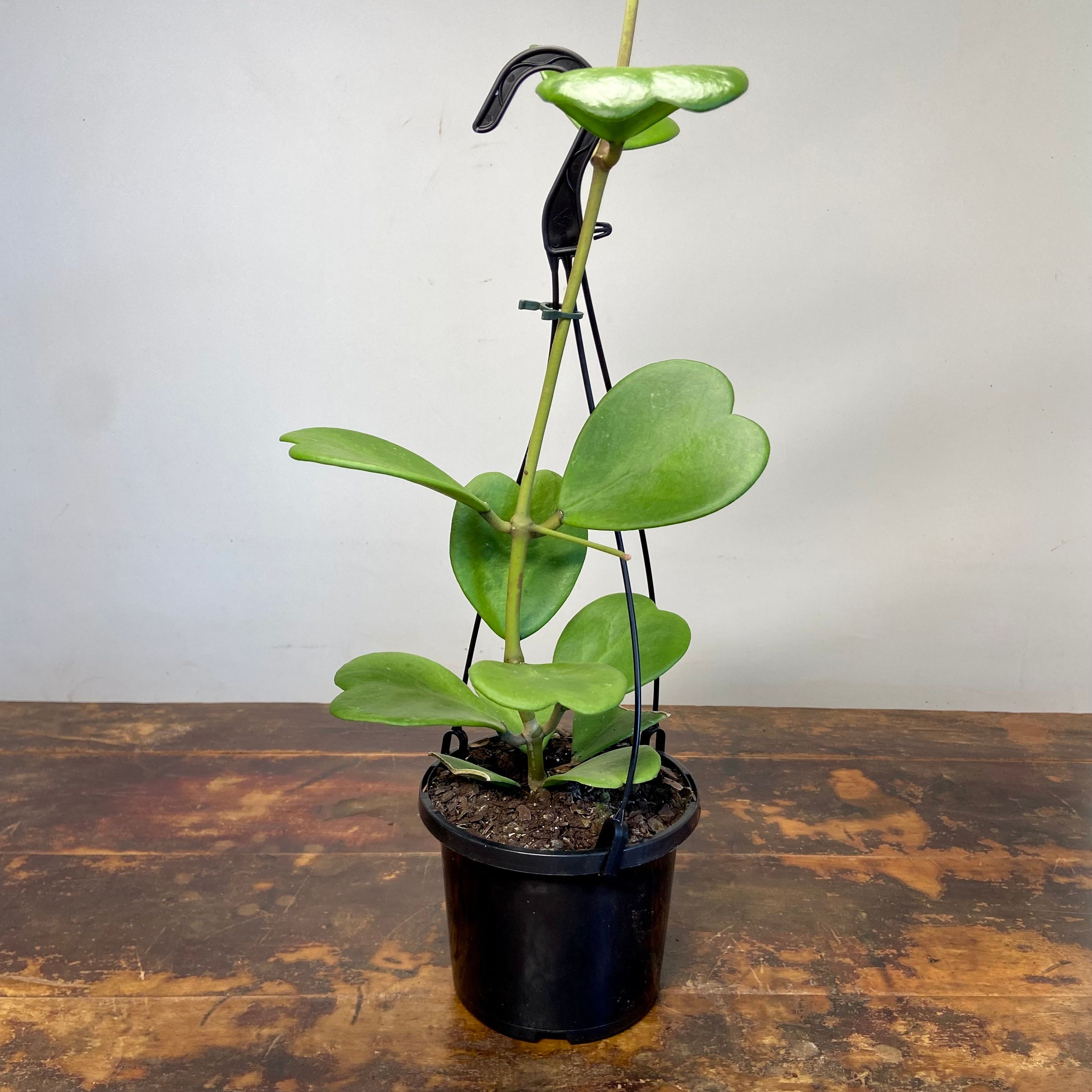 Hoya Kerrii, photo 6