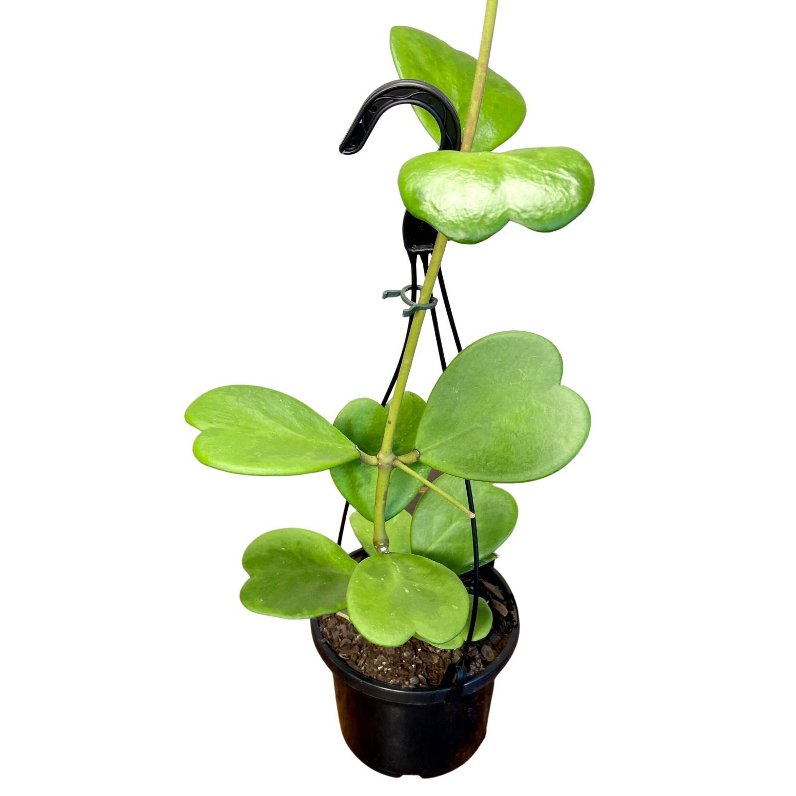 Hoya Kerrii, photo 7