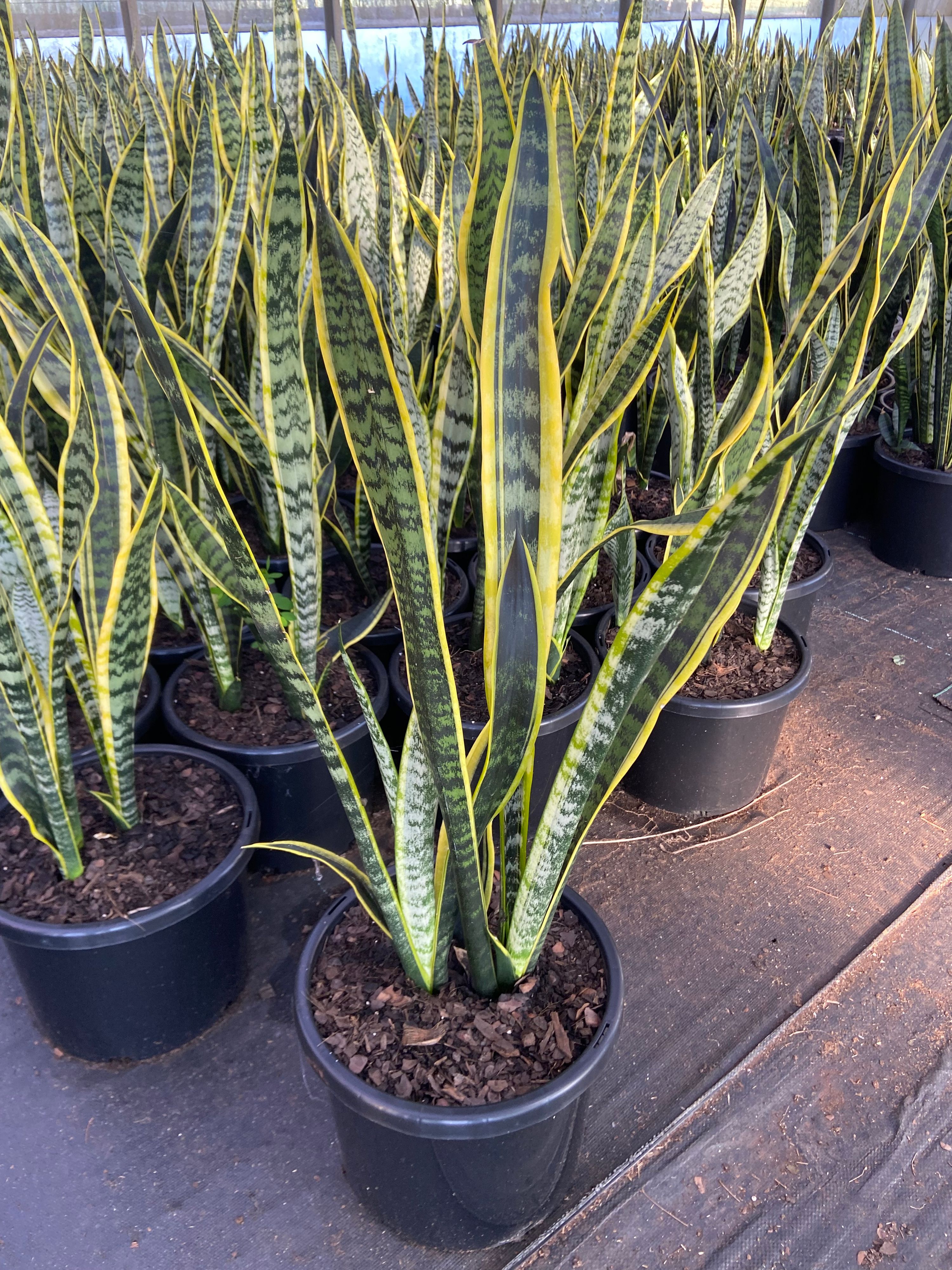 Sansevieria trifasciata Laurentii grown at the nursery