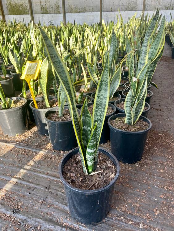 Sansevieria trifasciata Laurentii, photo 2