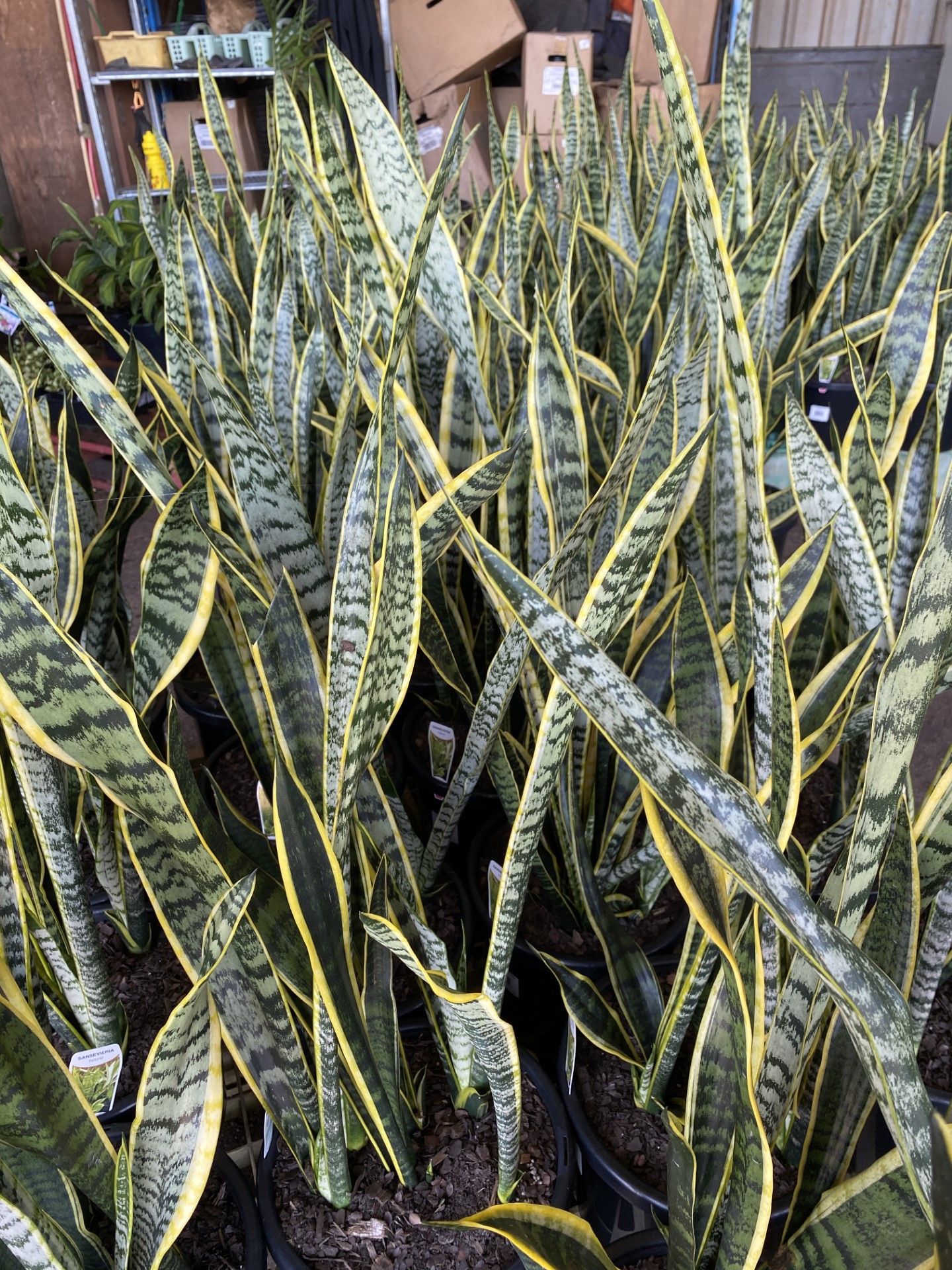 Sansevieria trifasciata Laurentii, photo 3