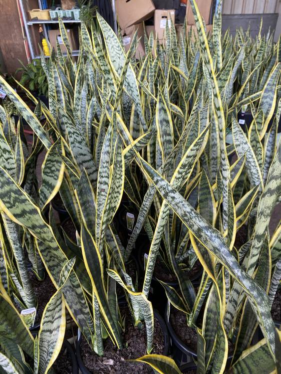 Sansevieria trifasciata Laurentii, photo 3