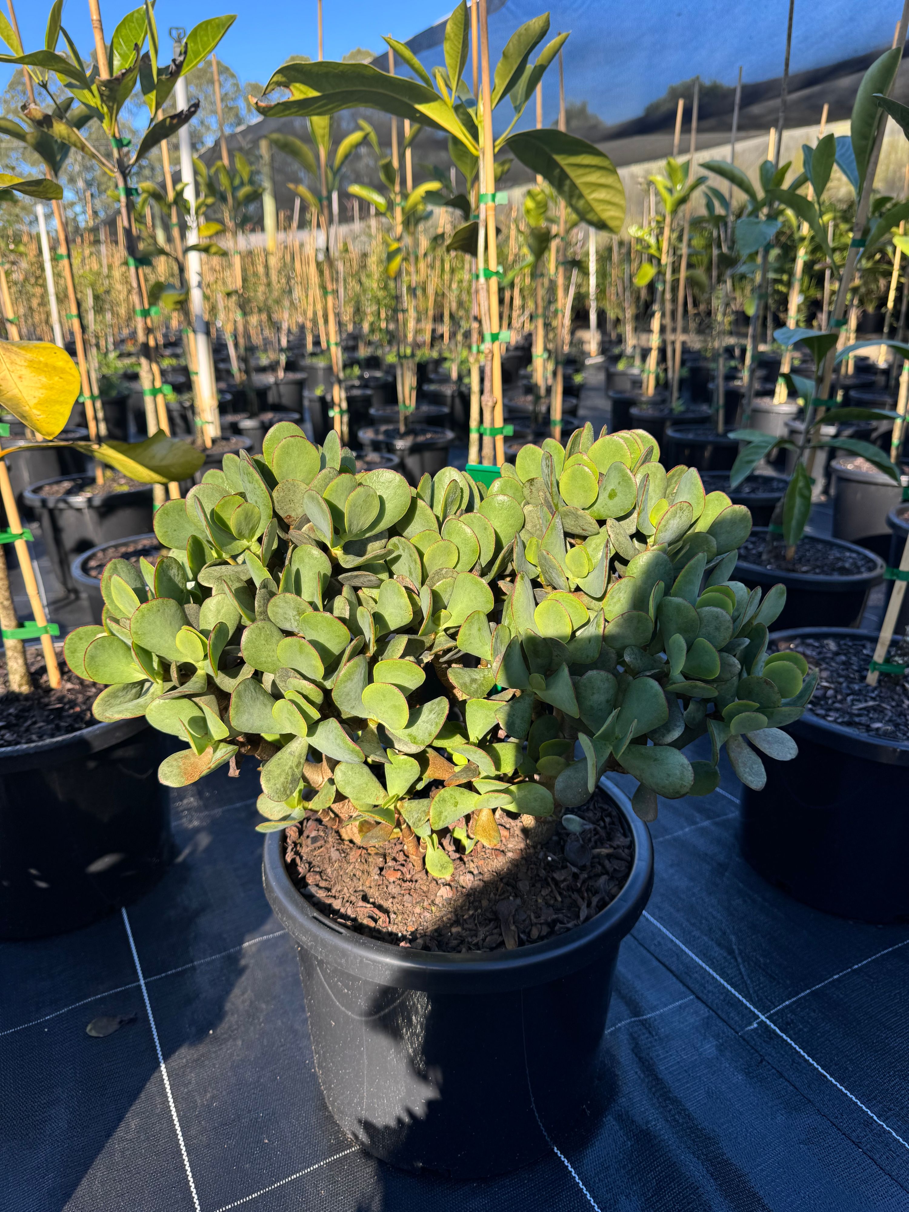 Crassula ovata Bluebird grown at the nursery