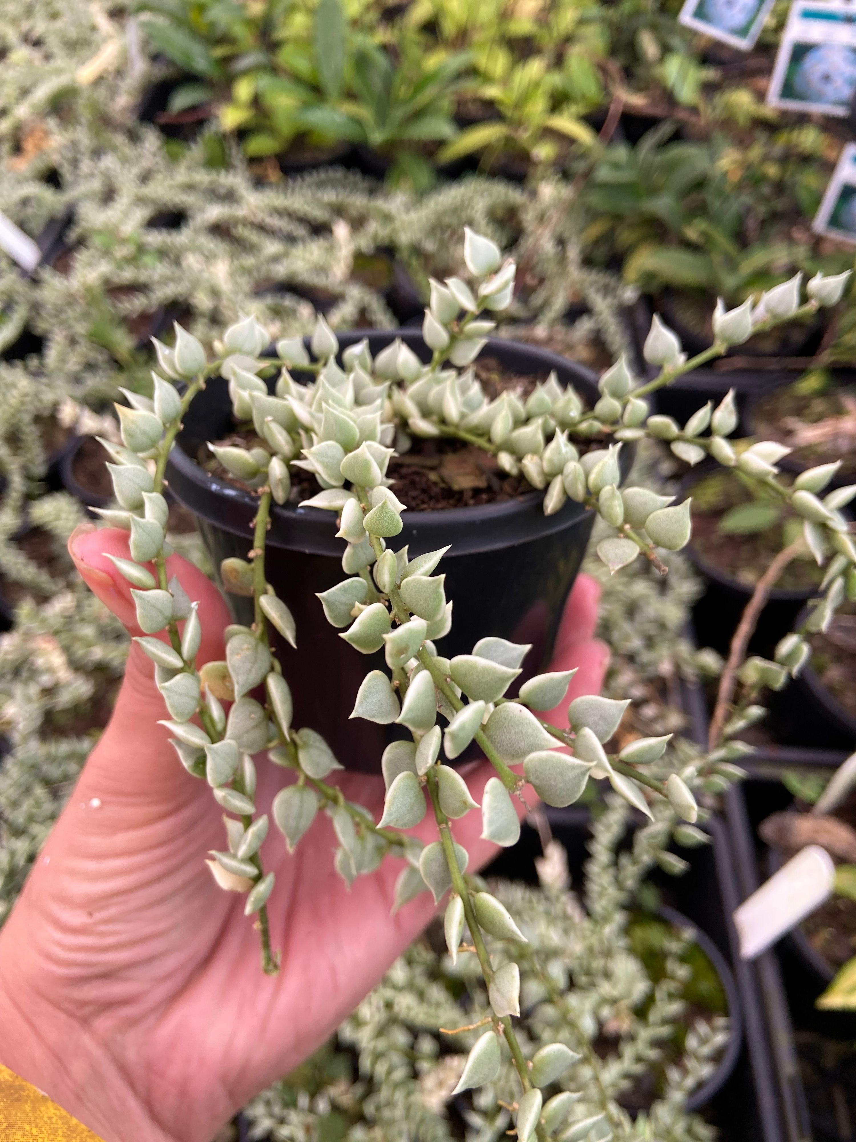 Dischidia ruscifolia Variegata, photo 7