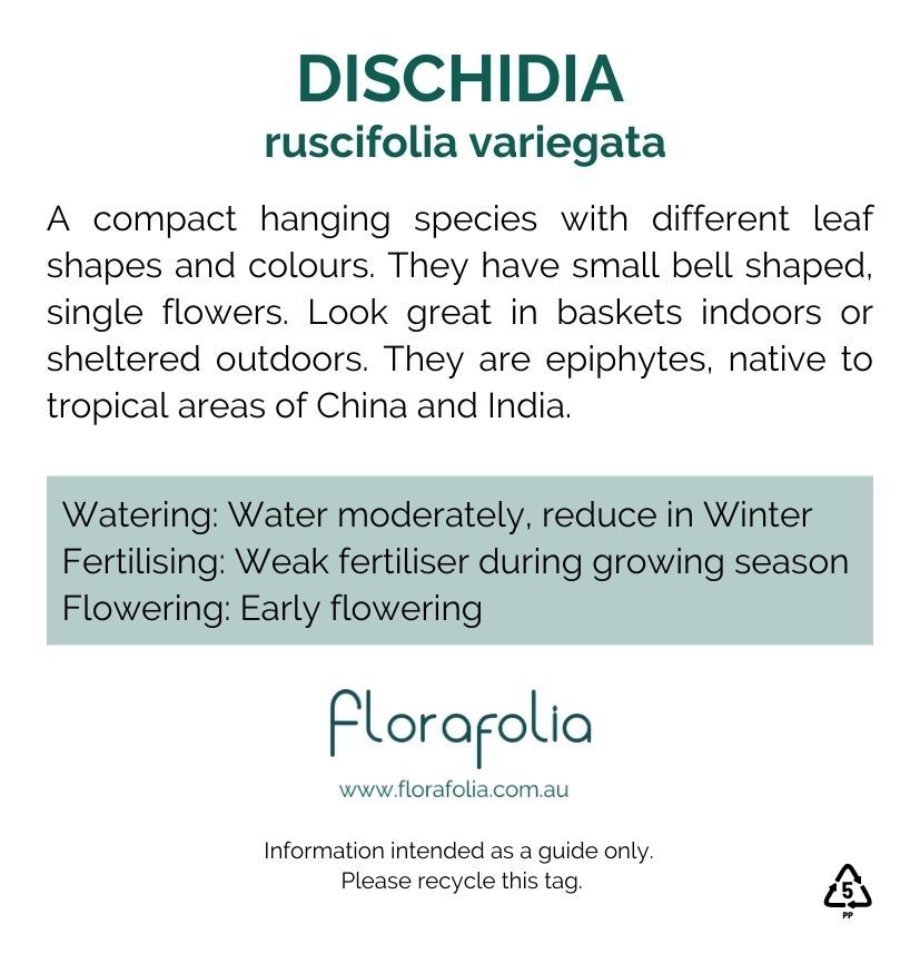Dischidia ruscifolia Variegata, photo 8