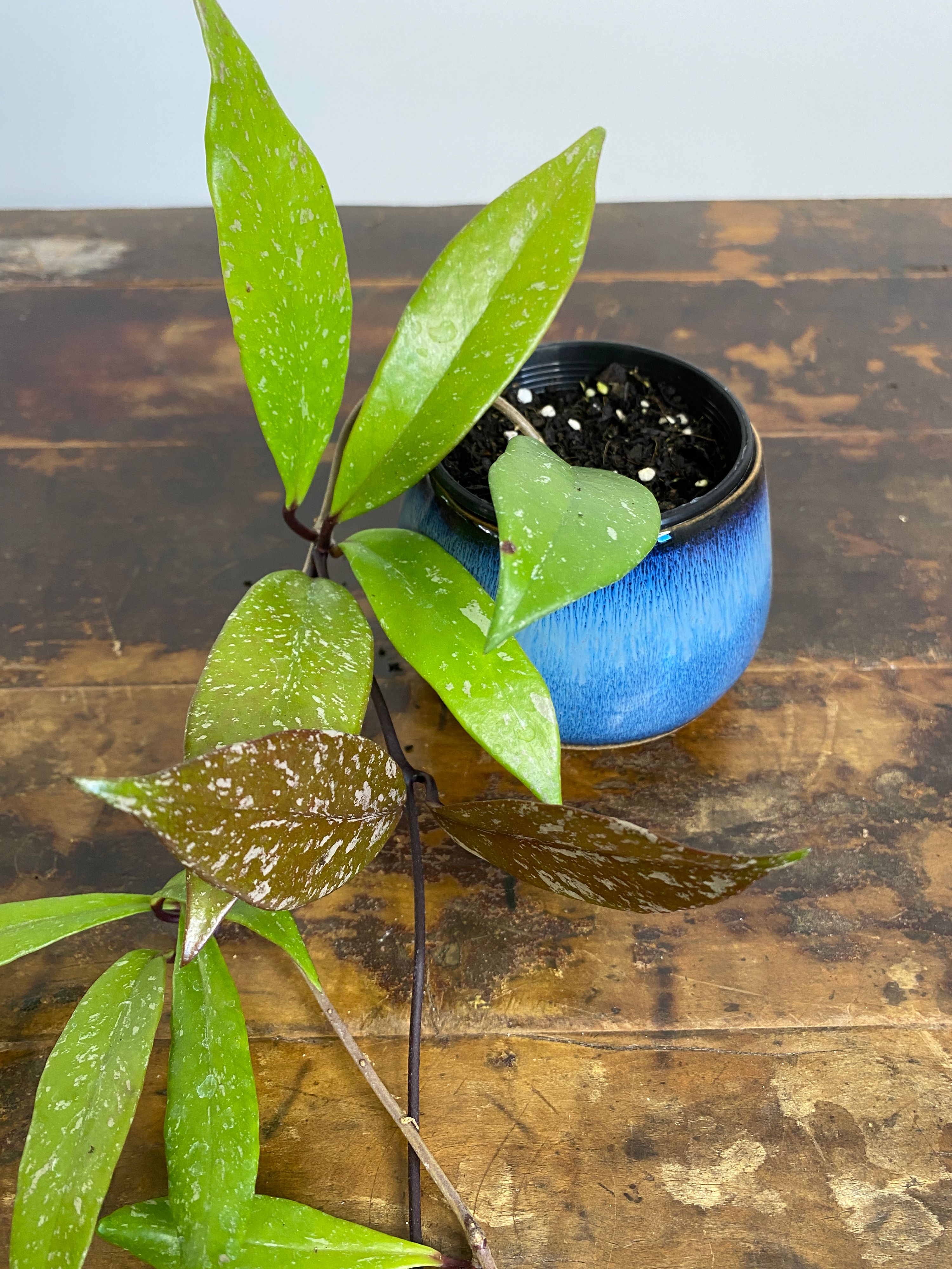 Hoya pubicalyx Silver, photo 2