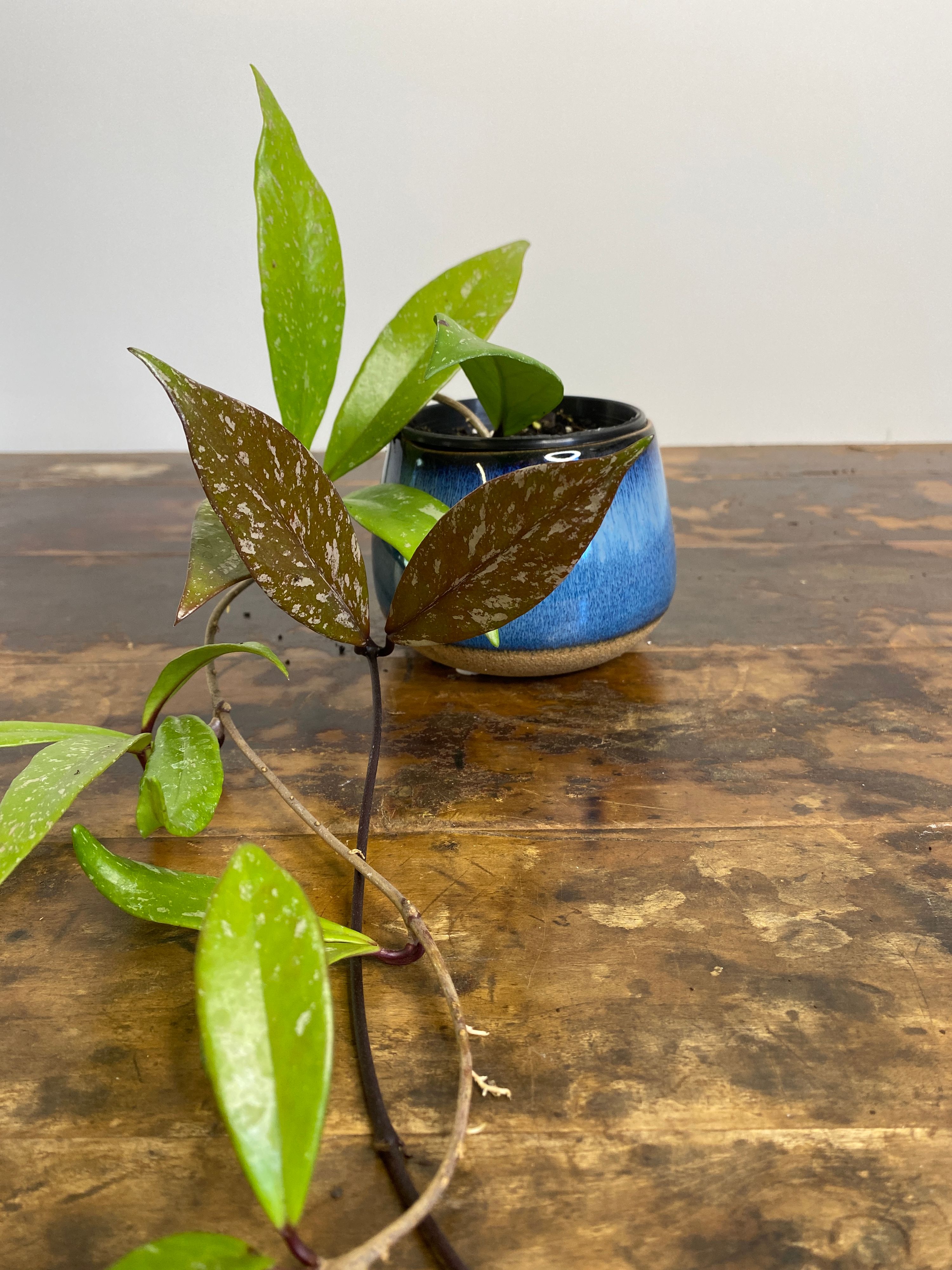 Hoya pubicalyx Silver, photo 4
