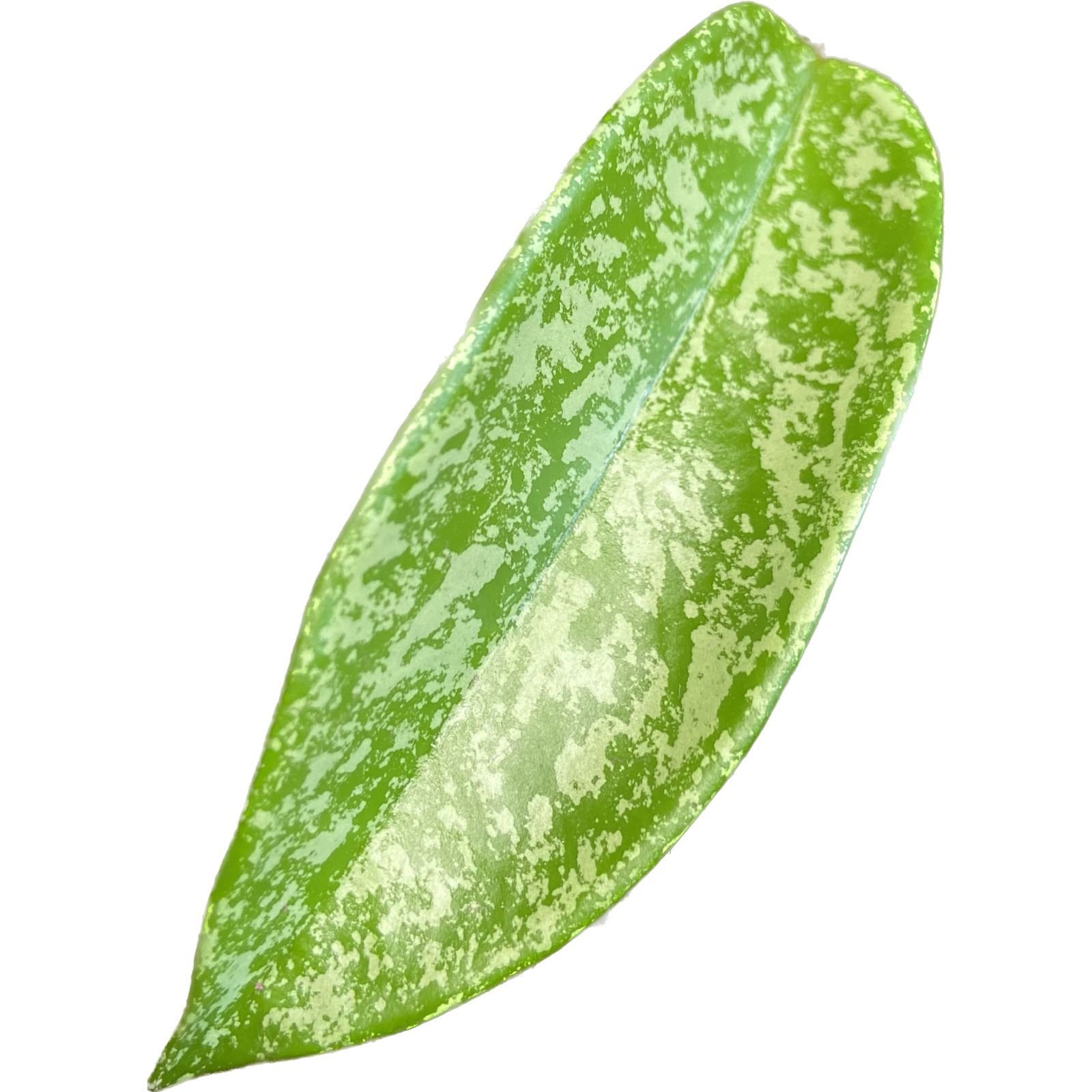 Hoya pubicalyx Silver, photo 8