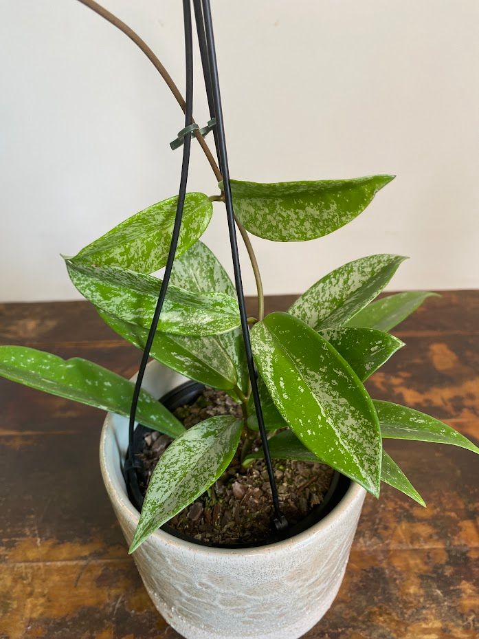 Hoya pubicalyx Silver, photo 2