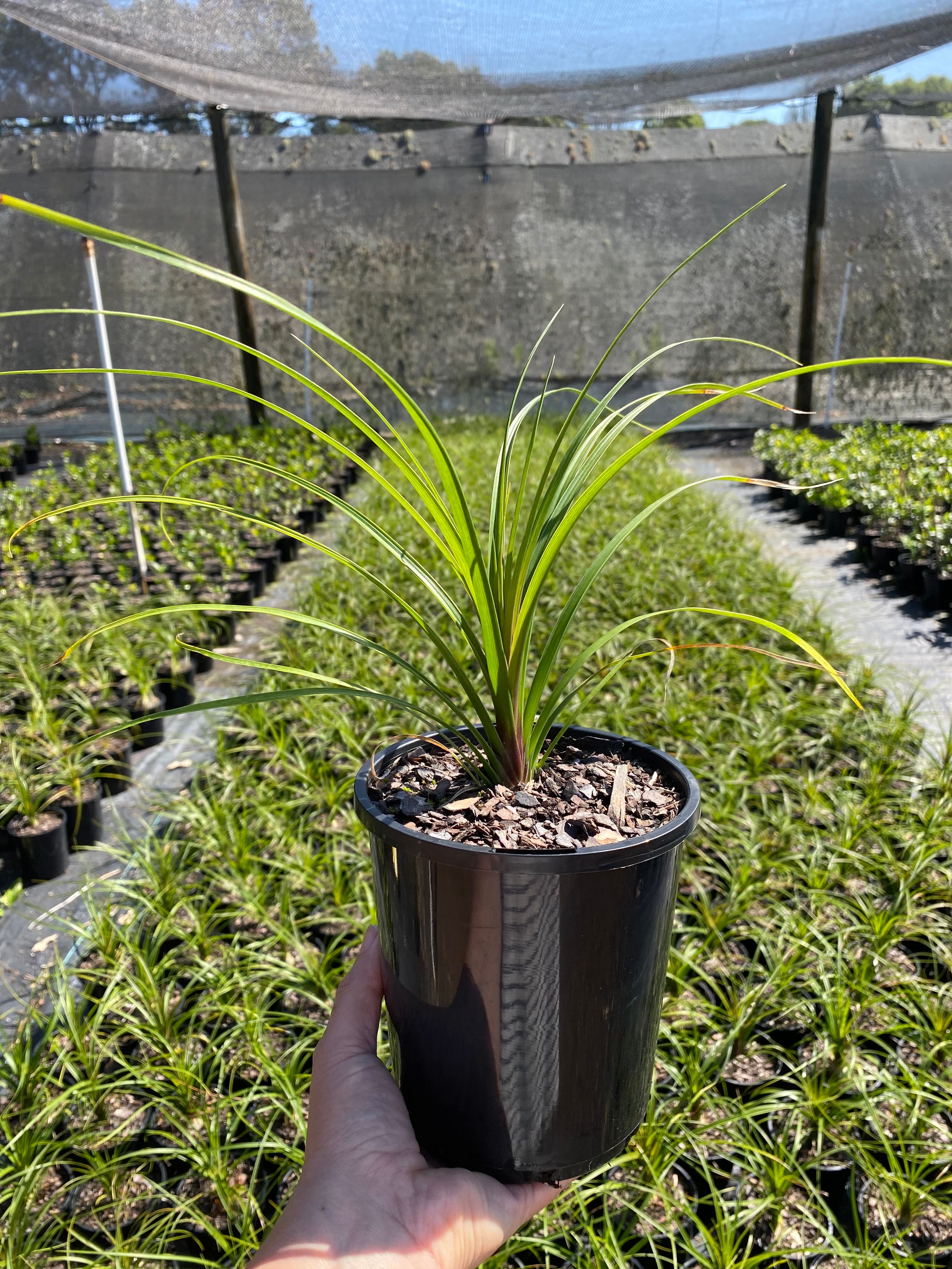 Beaucarnea recurvata (Ponytail palm) grown at the nursery