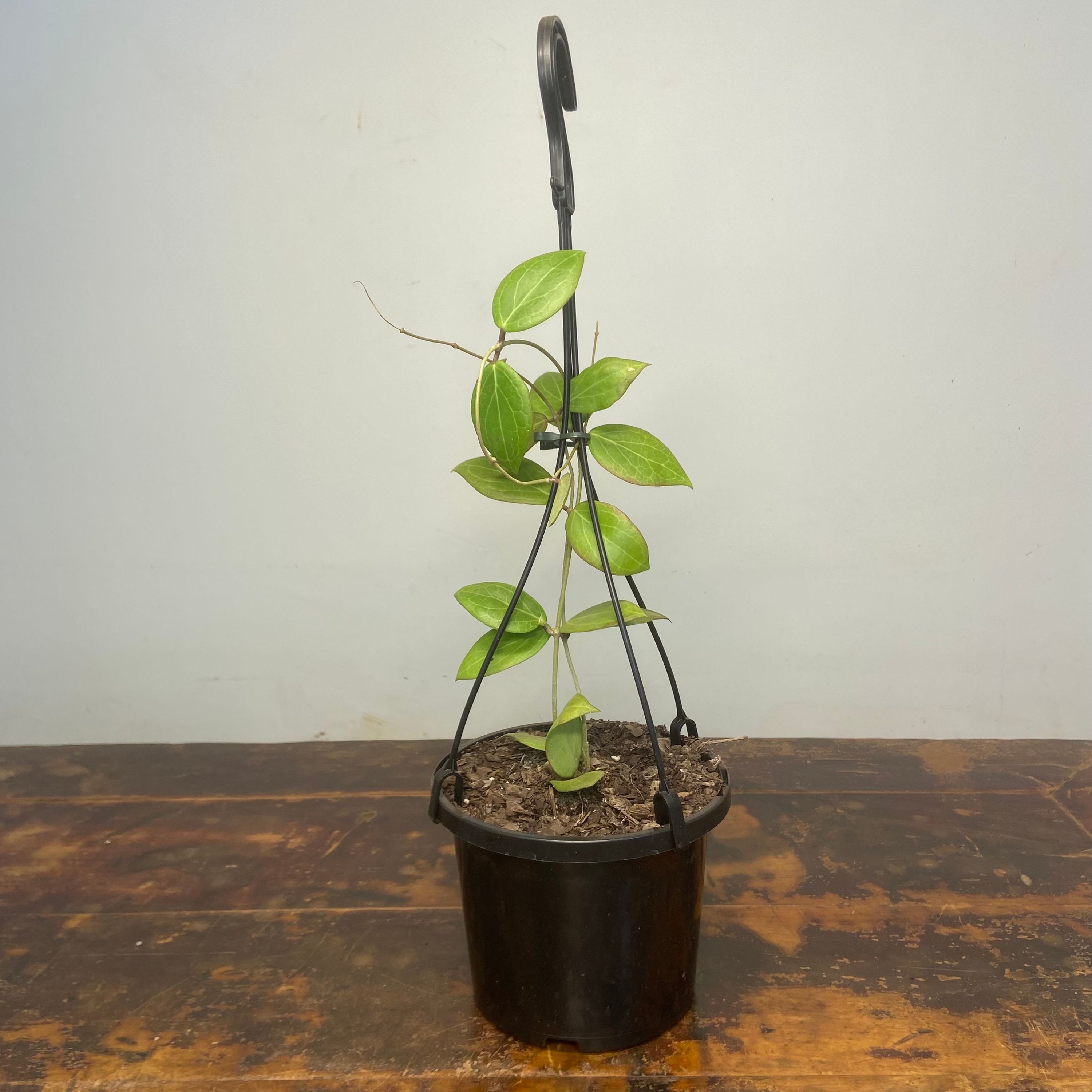 Hoya camphorifolia, photo 5