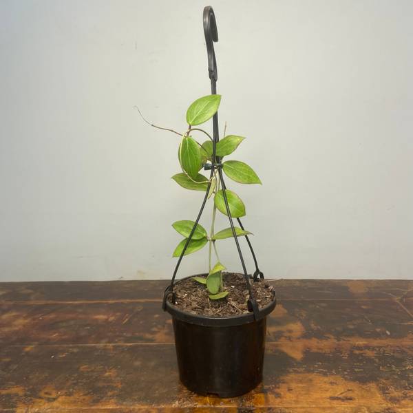 Hoya camphorifolia, photo 5