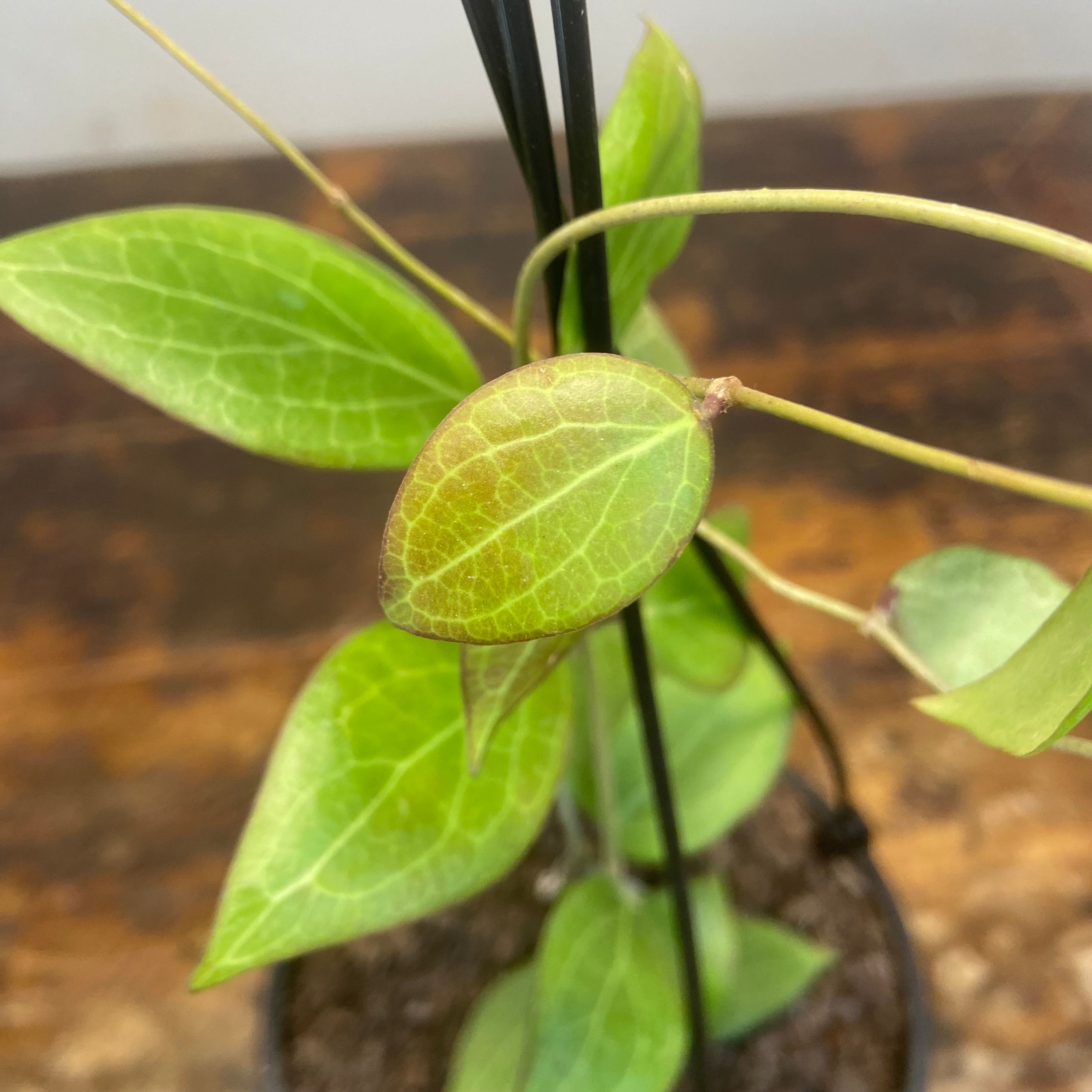 Hoya camphorifolia, photo 3