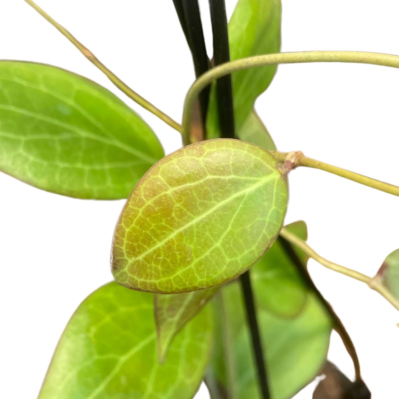Hoya camphorifolia, photo 4