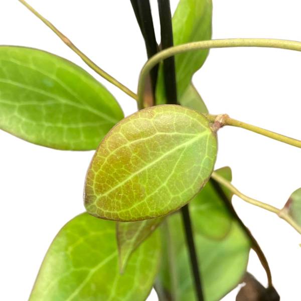 Hoya camphorifolia, photo 4