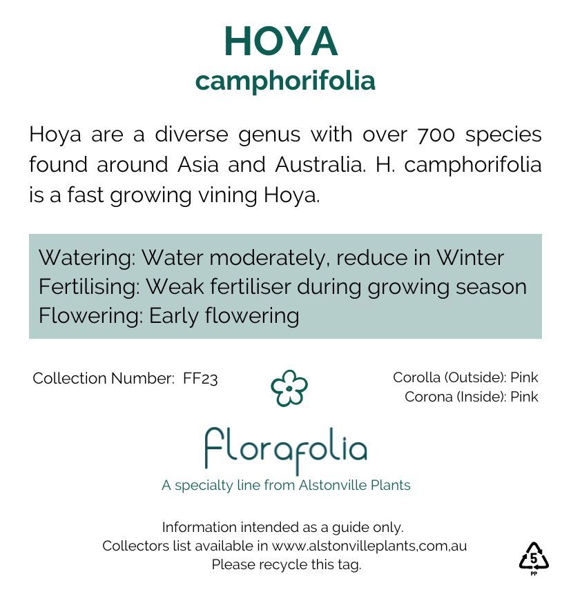 Hoya camphorifolia, photo 7