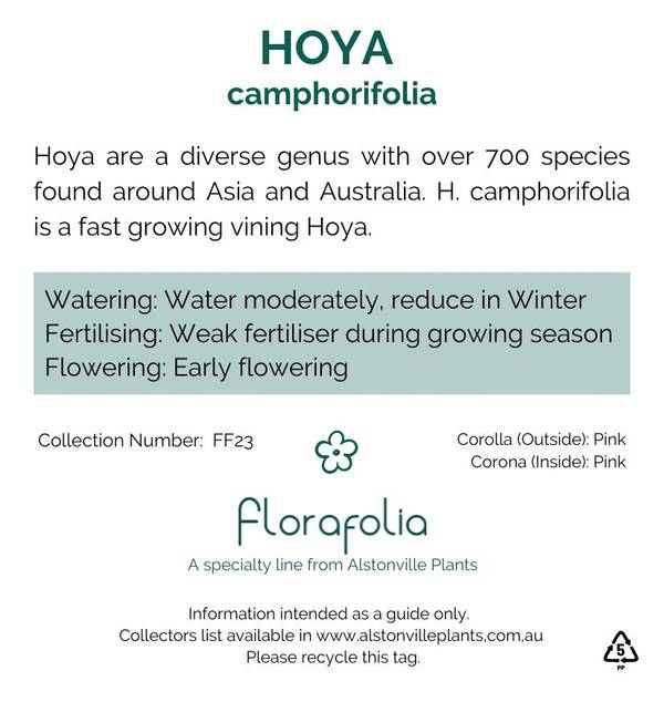 Hoya camphorifolia, photo 7