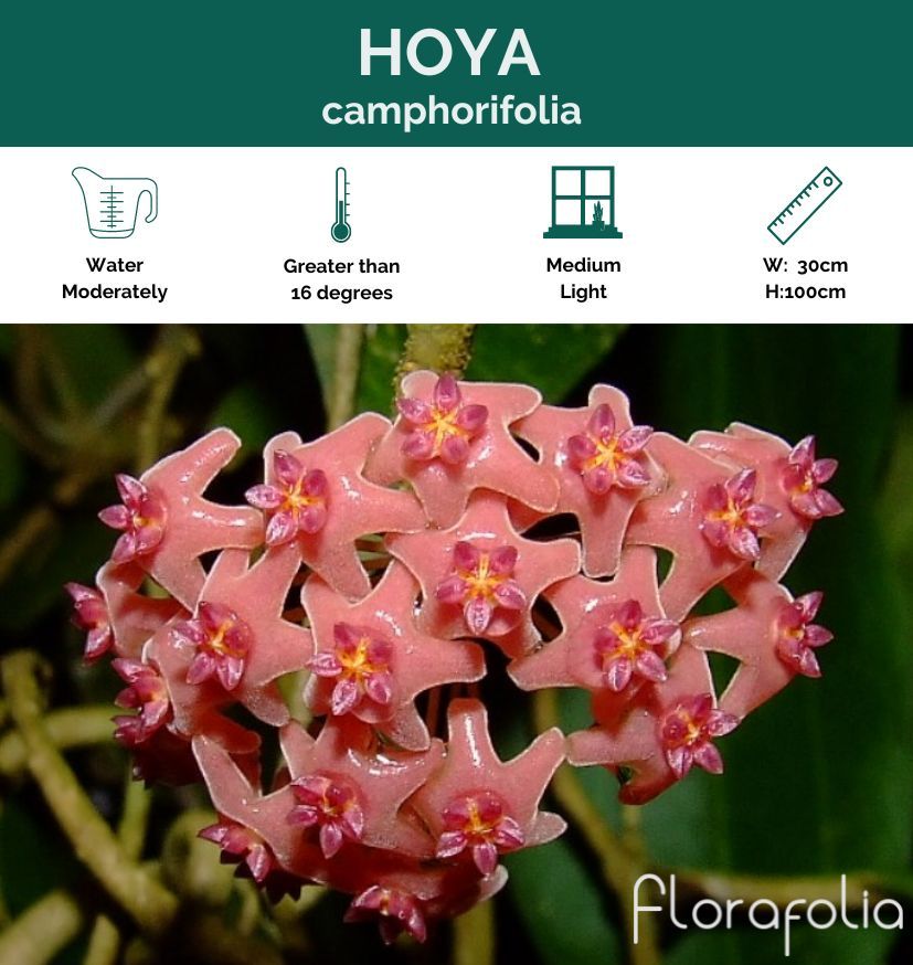 Hoya camphorifolia, photo 8