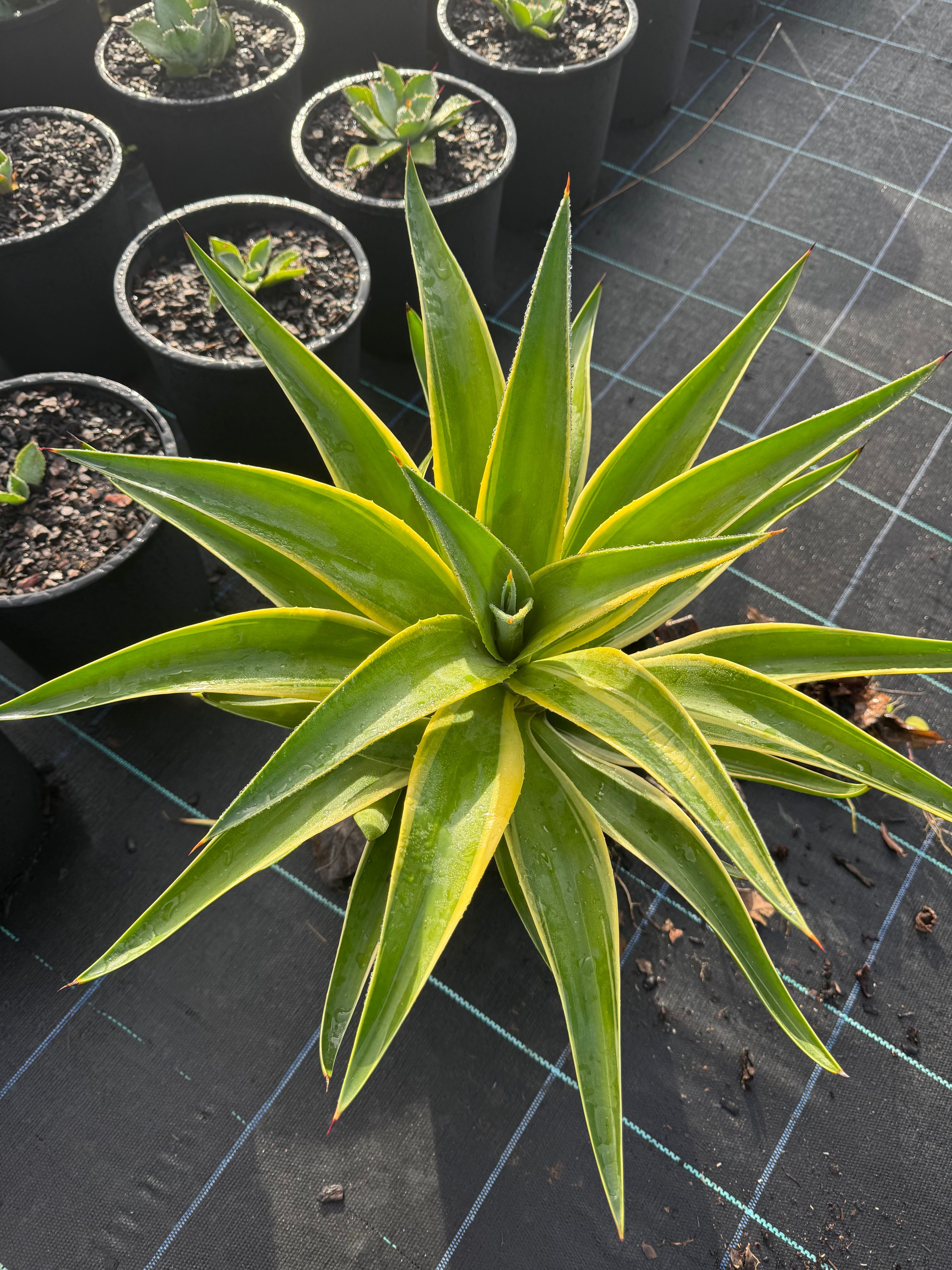 Agave desmettiana El Miradores Gold, photo 2