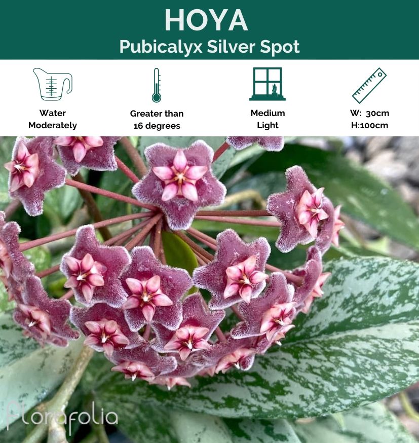 Hoya pubicalyx Silver Spot, photo 2