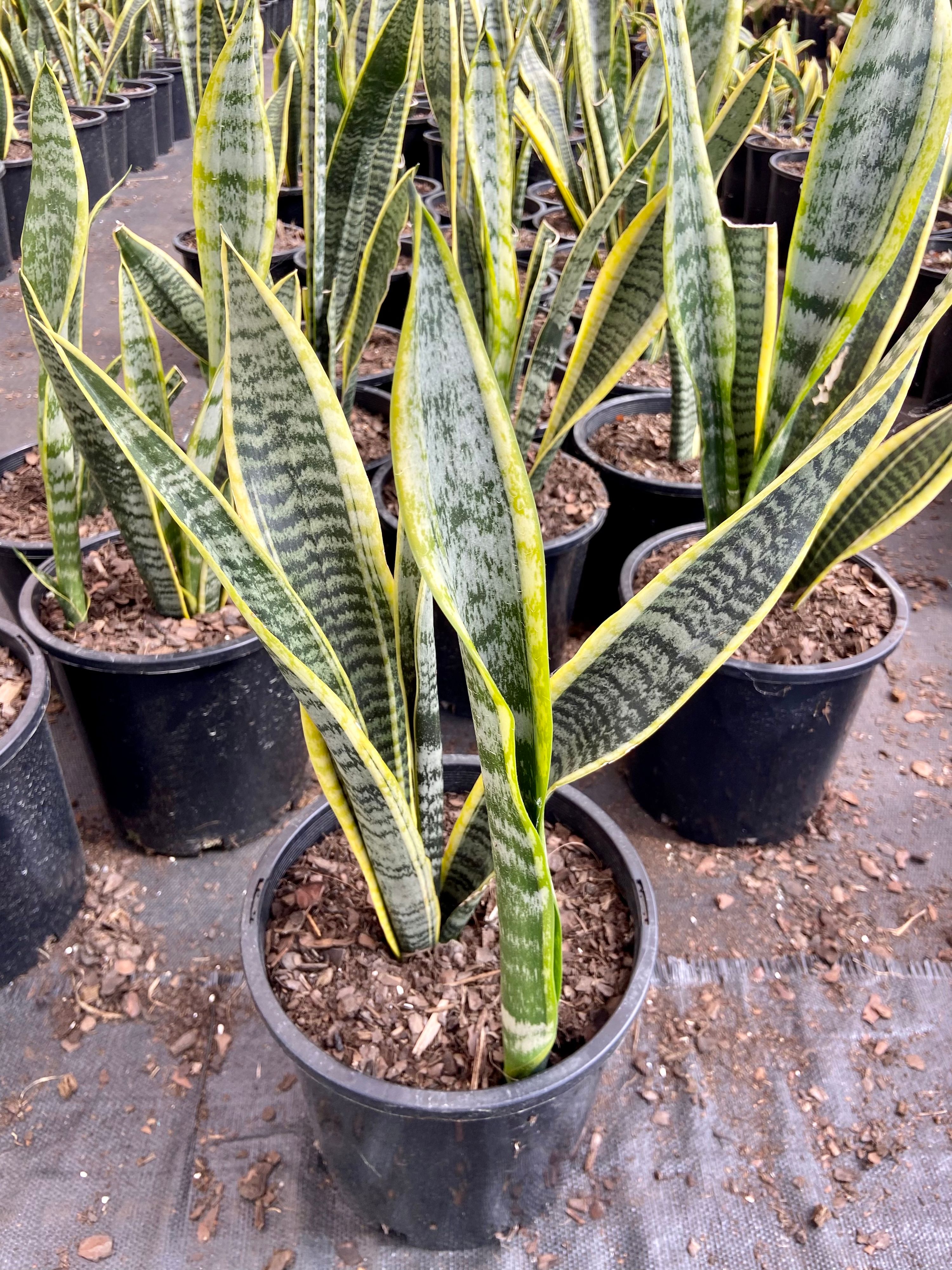 Sansevieria trifasciata Laurentii, photo 7
