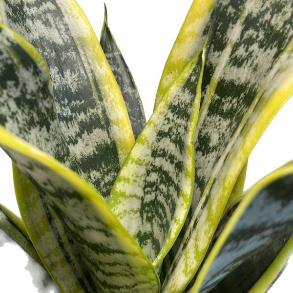 Sansevieria trifasciata Laurentii, photo 4