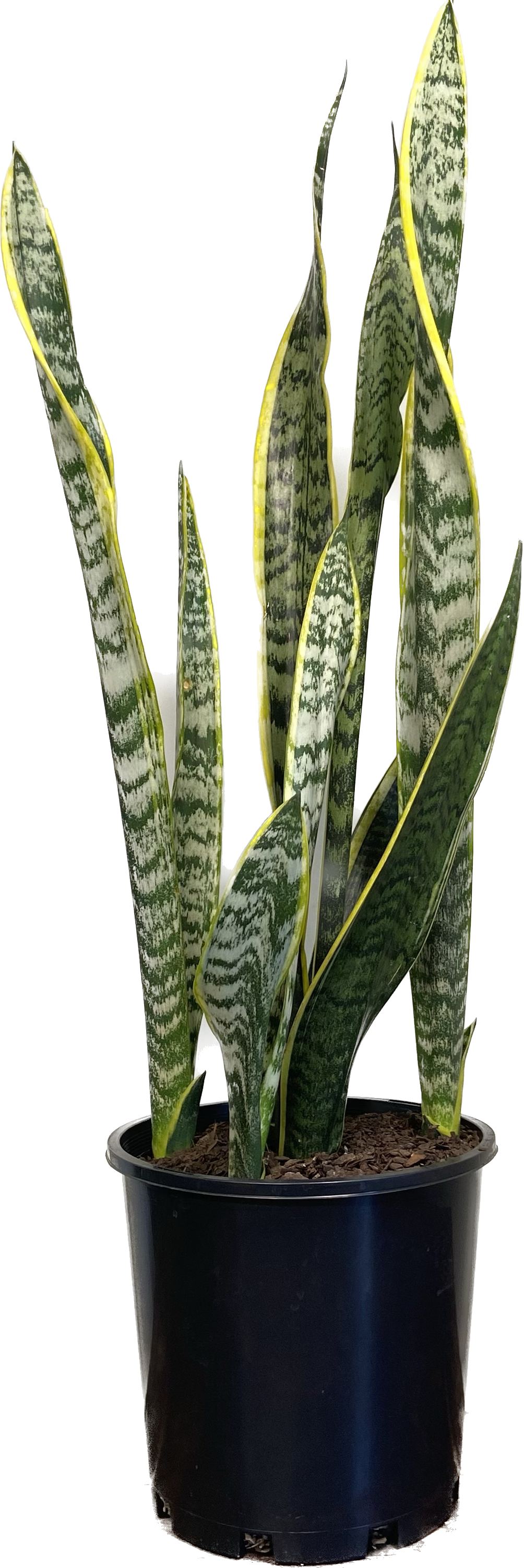 Sansevieria trifasciata Laurentii, photo 5