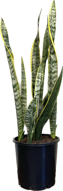 Sansevieria trifasciata Laurentii, photo 5