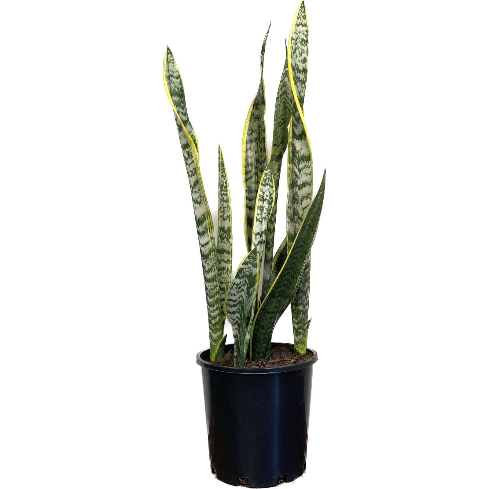 Sansevieria trifasciata Laurentii, photo 6