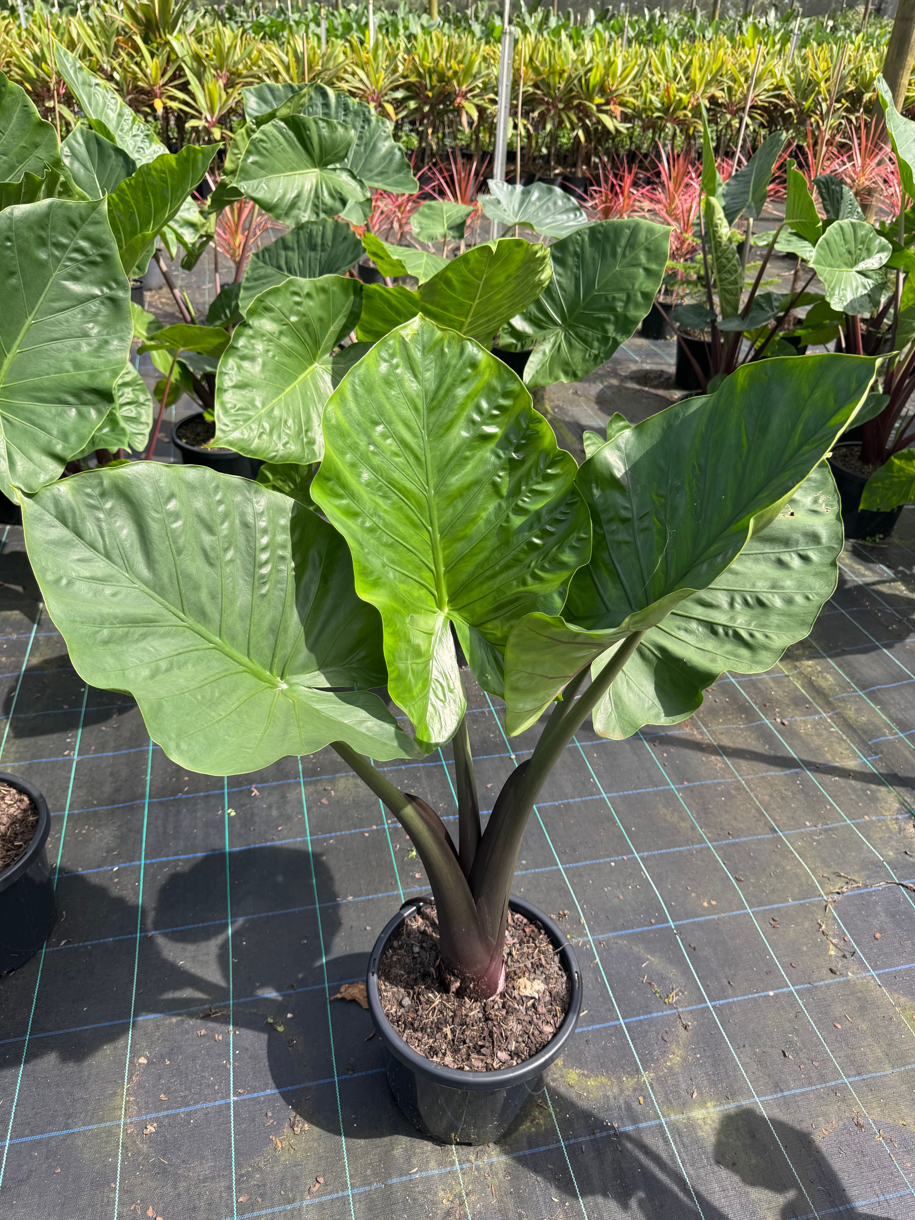Alocasia Dark Star grown at the nursery