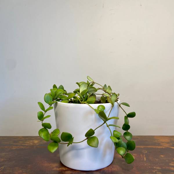 Hoya bilobata, photo 6