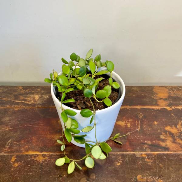Hoya bilobata, photo 2