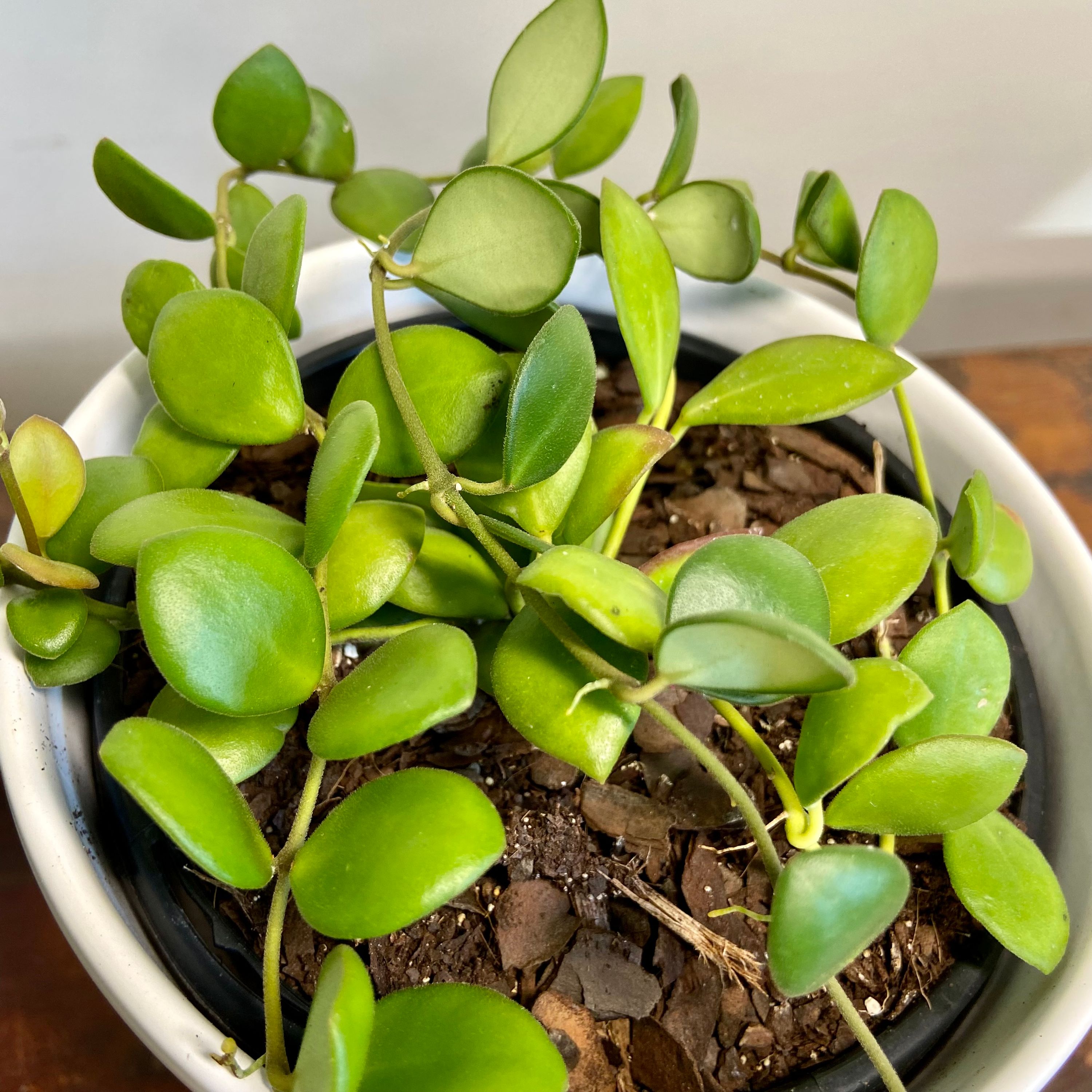 Hoya bilobata, photo 3