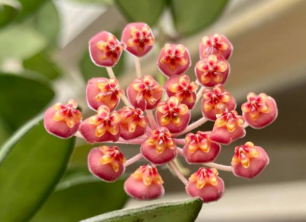 Hoya bilobata, photo 4