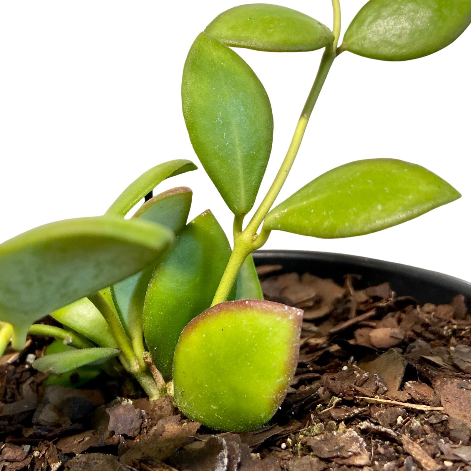 Hoya bilobata, photo 5