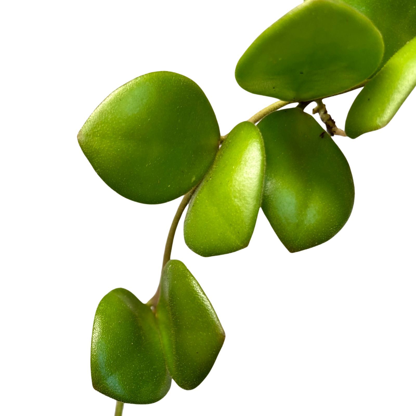 Hoya bilobata, photo 6