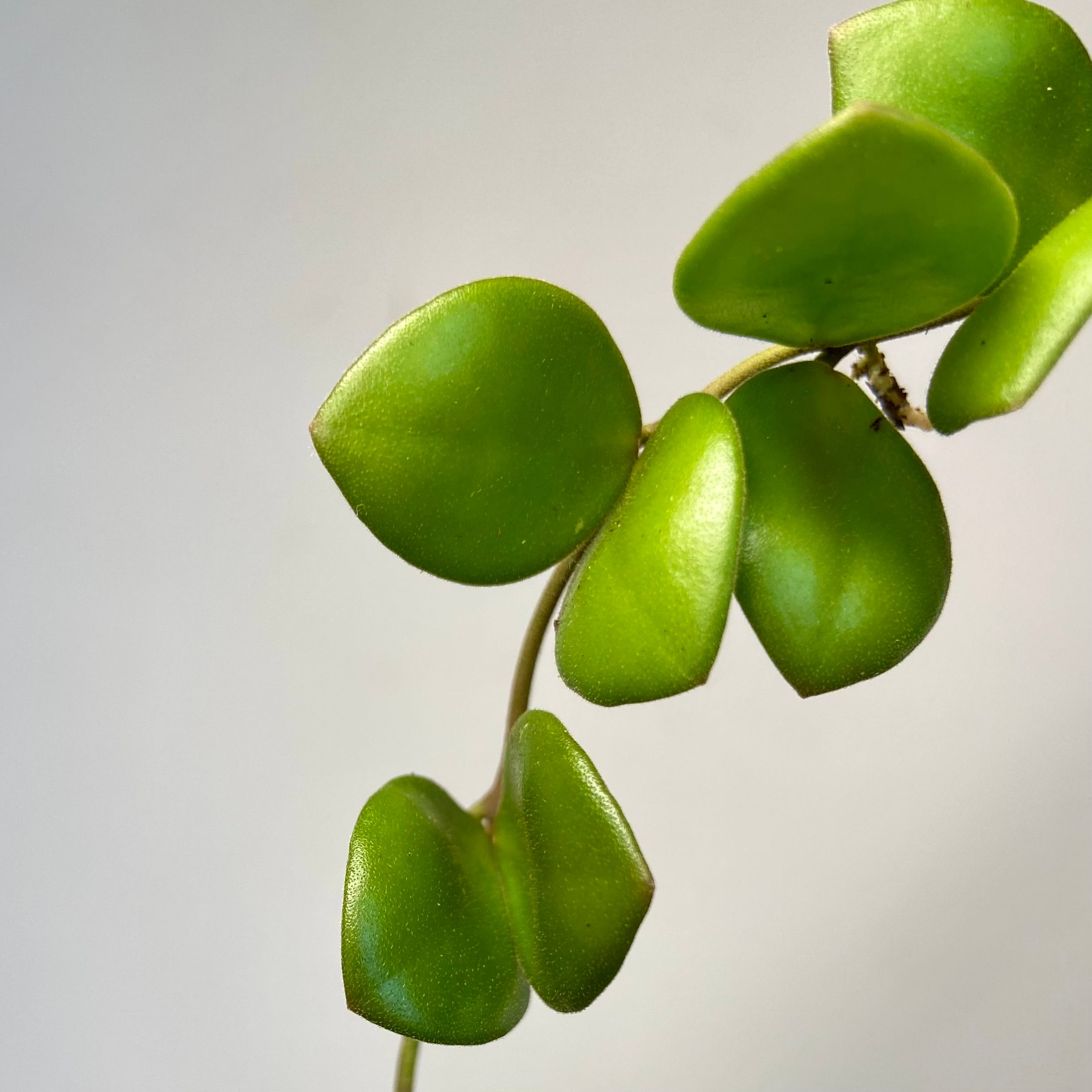 Hoya bilobata, photo 7
