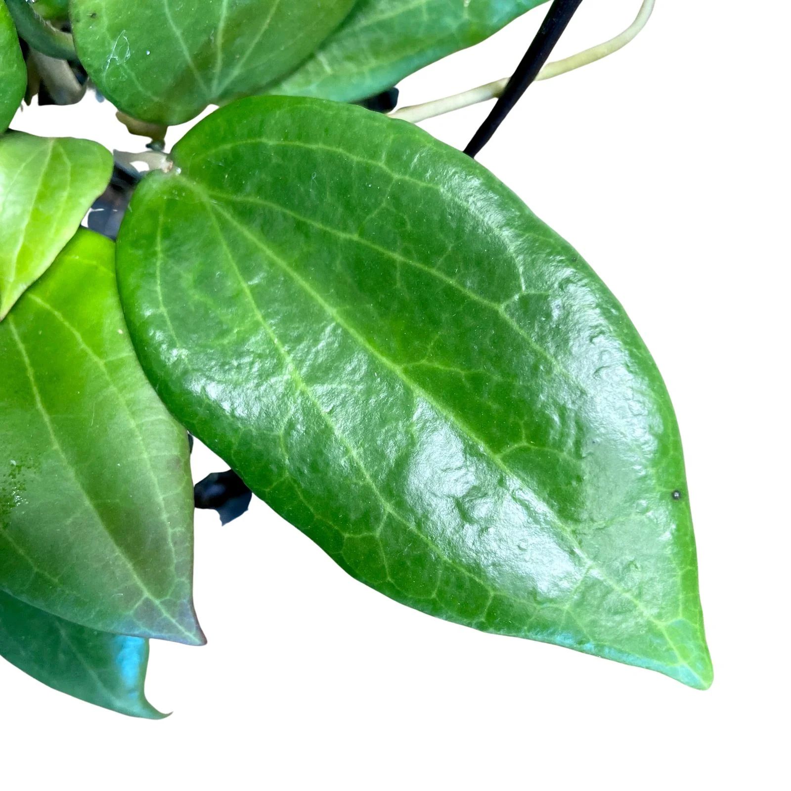 Hoya merrillii, photo 3